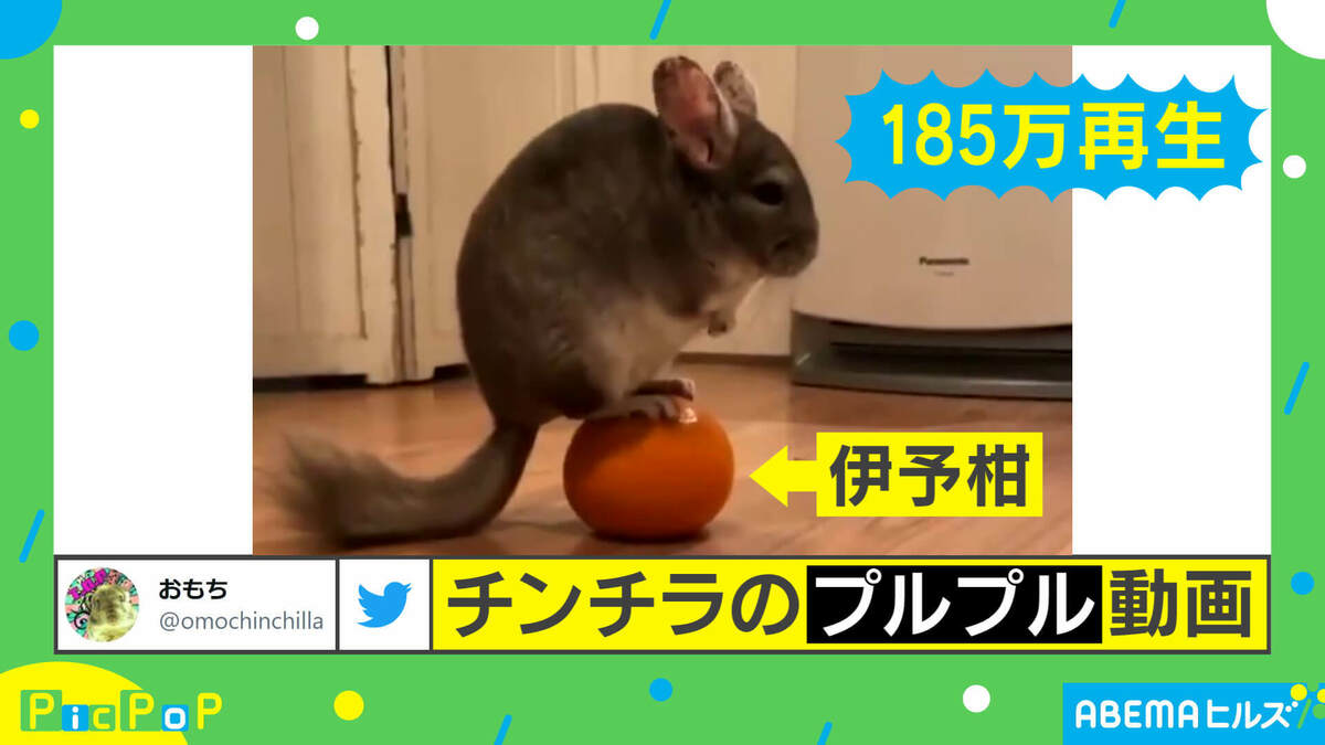 修行中？」再生数180万回を突破！ 体幹がすごすぎるチンチラに反響