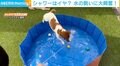 ホースの水をシャワーから切り替えると豹変? 水の勢いに大興奮なワンコの一部始終