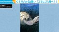 ビニール袋!? クラゲを“バクバク”食べるウミガメ 水族館から注意喚起「ゴミは責任を持って処分して」