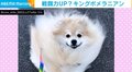 ポメラニアンが強風にあおられ戦闘力高めに“変貌” それでも隠しきれない可愛さに飼い主「楽しくてしょうがないようです」