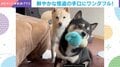 一瞬の隙を見逃さない!?豆柴がおもちゃを横取りする様子がワンダフル！