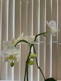 研ナオコ『またまた』