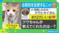 「左ストレートにゃー」脇をギュッ！と縮めて繰り出す“猫パンチ”が話題に