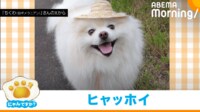 【映像】「重罪ですぞw」飼い主を“絶望”させたポメの無邪気な行動