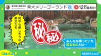 柴犬メリーゴーランド？ 浮き輪に乗った5匹の姿に「天国はここにあったか」「可愛すぎてずっとみていられる」と絶賛の声