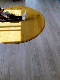 平野ノラ『掃』