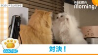 【映像】ファイティングポーズから“パンチ”を繰り出す猫