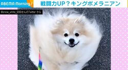 ポメラニアンが強風にあおられ戦闘力高めに“変貌” それでも隠しきれない可愛さに飼い主「楽しくてしょうがないようです」