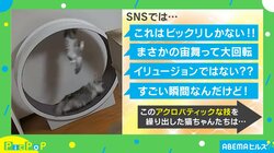 キャットホイールで遊ぶ猫の“金メダル級の着地”に「まさかの宙舞って大回転」「これはビックリしかない！」と絶賛の声
