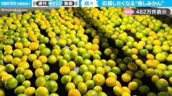「見入ってしまった」ベルトコンベアでゴロゴロと流れる“大量のみかん”に「いつしか頑張れ！と言ってる自分がいた」など大反響