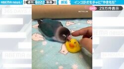 「お母しゃんの手はアタチのもの！」おもちゃを放り投げ、飼い主の手に飛び乗るインコがSNSで話題！「独占欲がたまらなく愛しい」「無駄のない動きがかわいすぎ」