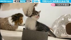 可愛すぎて大きなわんこたちからも愛されまくる子猫、癒される触れ合いに「尊すぎて涙が止まらない」の声