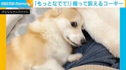 「もっとなでて！」独特な方法で“おかわり”を要求するコーギーに「あぁ～、癒やされた」「甘噛み要求も可愛い」