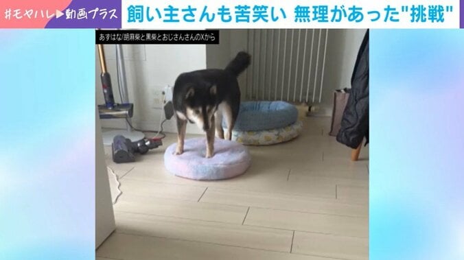 黒柴
