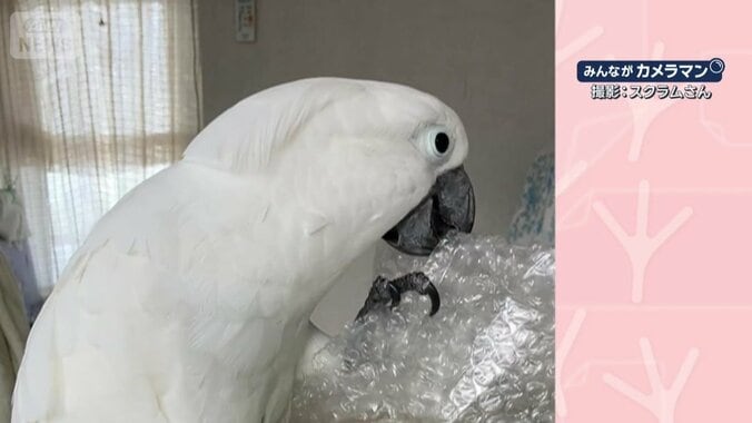 百発百中でプチッ