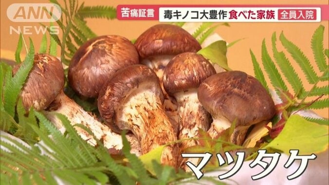 マツタケ豊作の一方…