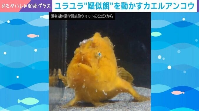 カエルアンコウ