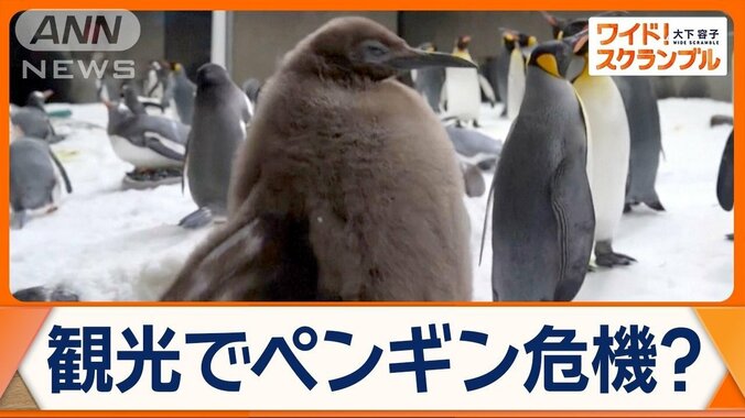 “モフモフ”キングペンギンの巨大赤ちゃん　とんでもない秘密　オーストラリアで話題 1枚目