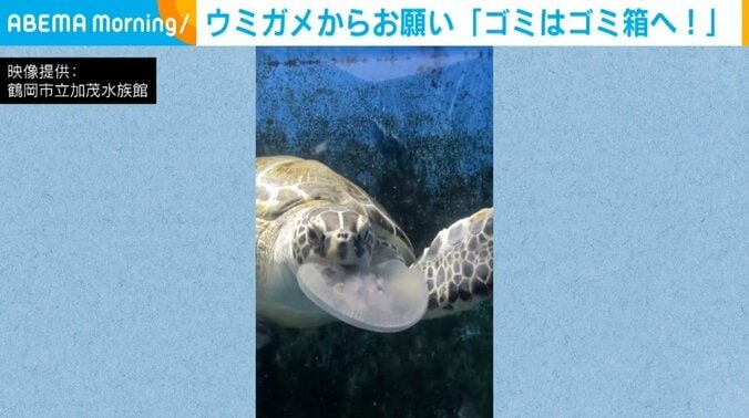 ビニール袋!? クラゲを“バクバク”食べるウミガメ 水族館から注意喚起「ゴミは責任を持って処分して」 1枚目