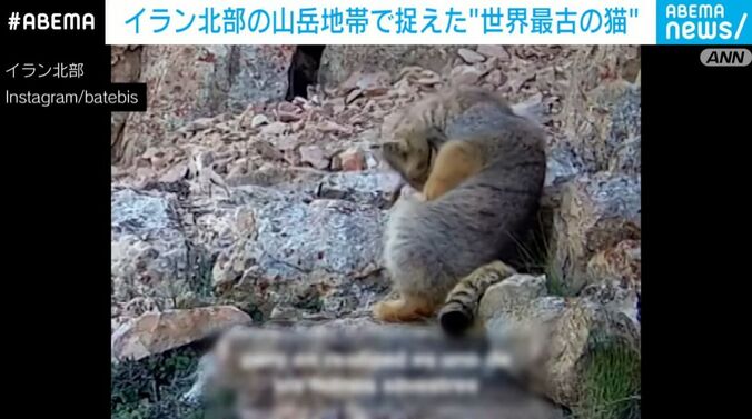マヌルネコ