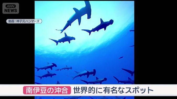 ハンマーヘッドシャークの群れと出会えるダイビングスポットがある