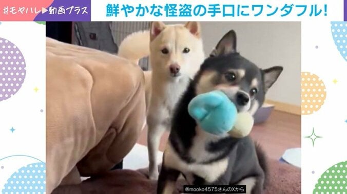 豆柴