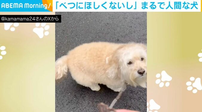 犬のかまぼこくん