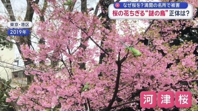 早咲きの河津桜もターゲットに