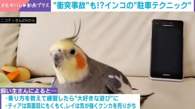 オカメインコ