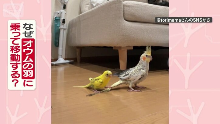 なぜオウムの羽に乗って移動する？