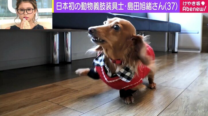 1万匹以上の装具を制作 日本初の動物義肢装具士 島田旭緒さん きっかけは義眼 指を失った祖父 国内 Abema Times 1万匹以上の装具を制作 日本初の動物義肢装具士 島田旭緒さん きっかけは義眼 指を失った祖父 国内 Abema Times