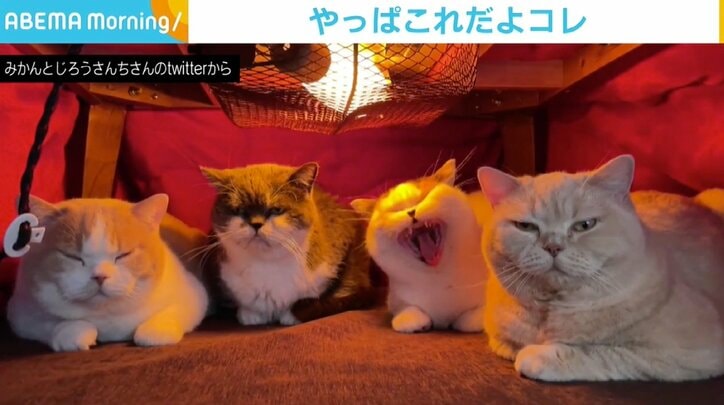 猫4匹が勢揃い、こたつでぬくぬくする姿が「楽園」 動画再生数410万回の大反響