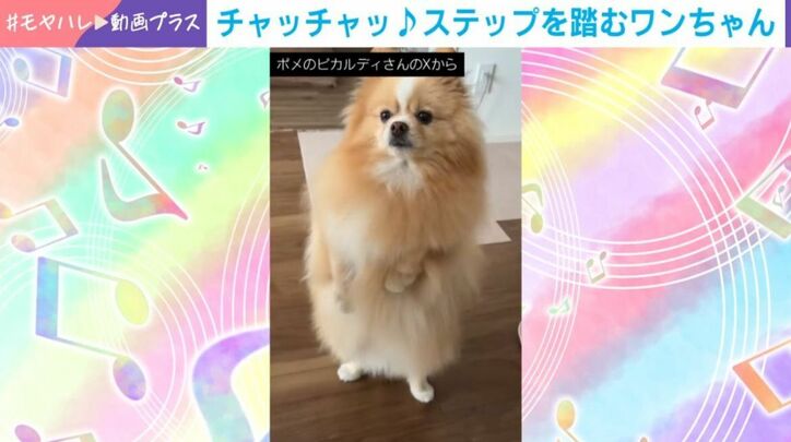 ポメラニアンのピカルディくん