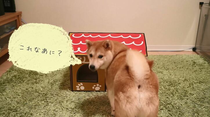 「お尻出てるよ!」ふわもこ柴犬だいふく、家を買う? お散歩やおもちゃに大興奮