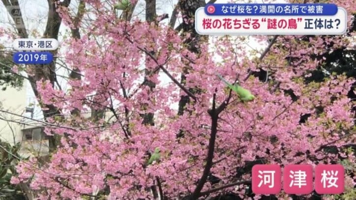 早咲きの河津桜もターゲットに