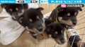 カメラに押し寄せる柴犬4兄弟 中毒性アリな“もこもこ大渋滞”に「たれ耳たまらん」「転んでるこ可愛い」悶絶の声