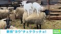 ヒツジからヒツジに乗り移る子ヤギ!? もはや組体操のような姿に「3頭乗っても大丈... 夫?」