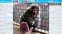 【映像】マジックに“驚愕”する猿