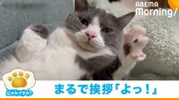 【映像】まるで挨拶かのような「よっ！」を披露する猫