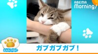 【映像】ガブッ！飼い主の腕に噛みつく猫