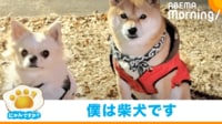【映像】“チワワ”に勘違いされた柴犬 凛々しい立ち姿にツッコミの声    