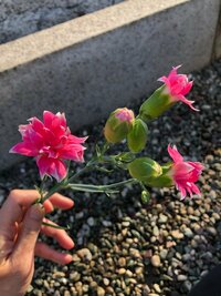 ヴェートーベン『あれから7年』