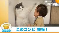兄猫が“ちょん”と控えめな猫パンチ、喜ぶ赤ちゃん