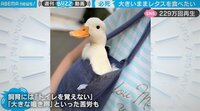 【映像】アヒルの“大”逃走劇