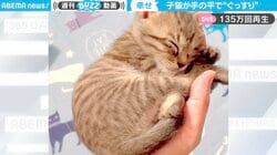 まるで天使 手のひらで眠る子猫に「可愛らしいアンモニャイト」悶絶の声