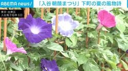 「入谷朝顔まつり」 下町の夏の風物詩
