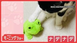 「良い子良い子だニャン」カエル？パンダ？　間違えずなでる猫ちゃん　聞き分けてる？