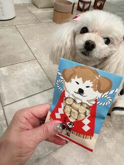 堀ちえみ、愛犬たちへお年玉を渡したことを報告「それぞれが欲しがり、収拾がつかない」