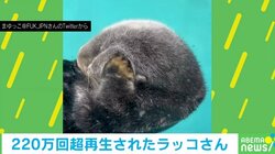 “ムニムニ”と顔マッサージするラッコ あまりのキュートな仕草に「ずっと見ていられる」「疲れた体に染みる」癒やされる人続出