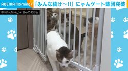 「みんな続け～!!」7匹の猫たちがゲートを“集団突破”！ 「暴動が起こった！」と反響